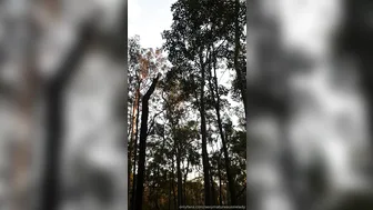 sexymatureaussielady manyvids onlyfans Ardent baby