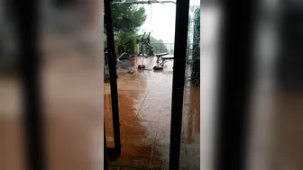 alexatomasx manyvids onlyfans chubby mare in honor of the holiday shows its bust