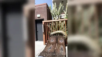 farrahabraham manyvids onlyfans 27 March 2020