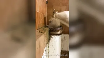 angelwicky manyvids onlyfans 17 March 2020