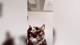 dylanjamesxo onlyfans luxurious blonde straddled sex toy