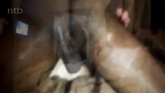 The negro gave the blonde a sucking dick