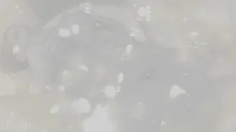 Laz Fyre onlyfans lustful mare rides a dildo