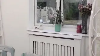 bethundressed feral bitches masturbate cunt and cum