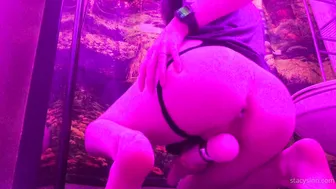 stacysin trans girl tames her girlfriend