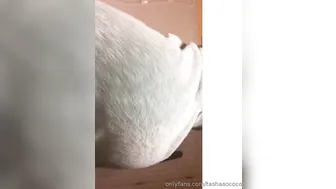 tashasococo Chic chick