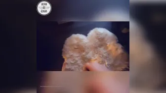 ?ҿ?ll?? naughty bitch delivers orgasm sex toys