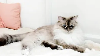 kitty myfreecams blissful devil caresses shaved vagina