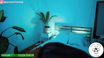 ocicat Sultry confused