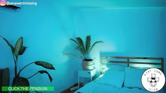 ocicat Sultry confused