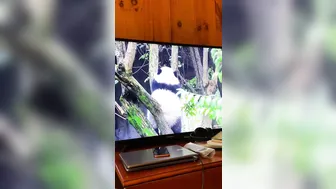 TheCaliReign Redhead slut