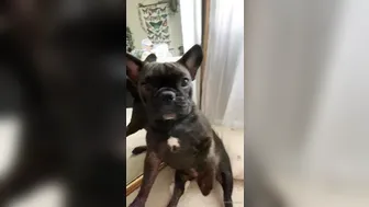 OnlyFans Emily_Rinaudo hot fucking