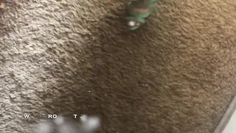 Iamyetti Luxury bitch