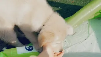 Belle Delphine onlyfans teen black-haired chick talks coquettishly on camera