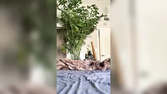 krissylynn thick slut fucking sex machine