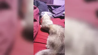 synful420 understega