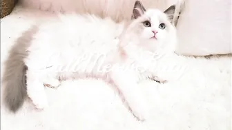 Kitty  the charming slut fucks her pussy with a phallus