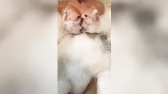 fittpleasure Beautiful girl performs a great blowjob