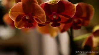 RocknRose onlyfans Luxury mare