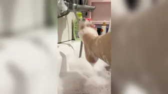 Alisha Griffanti onlyfans sexual mare fingering sex toys