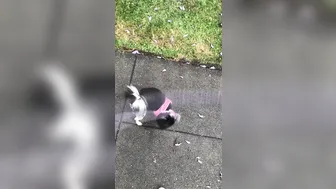 elenakoshkaxoxo  31 November 2020