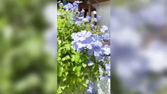 sofie_sofie  slut pussy fingers in pussy