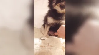 elenakoshkaxoxo  appetizing slut furiously shoves vegetables in her cunt