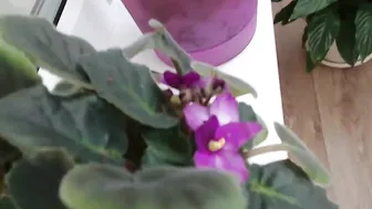 magicshine Cute busty bitch fingering