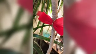 Maud Suicide Dark skinned bangs both holes