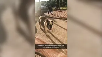 Anna Bell Peaks (AnnaBellPeaks) onlyfans tattooed bitch jerking off dildo