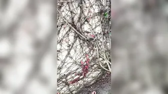 phoenixskye onlyfans Cute passion sucks cock