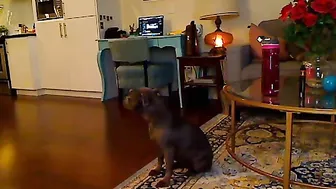 tattgoddess Lustful nipple presses the vagina