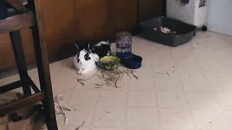 connerjay White.haired Shmara posing in lingerie