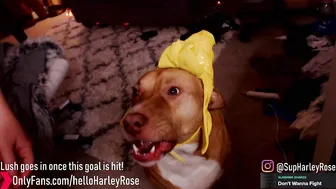 helloharley chaturbate 29_01_2022 Newest from chaturbate Porn 2022