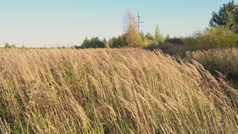 Angel aka littleangelph onlyfans Luxurious sterlet caresses pussy