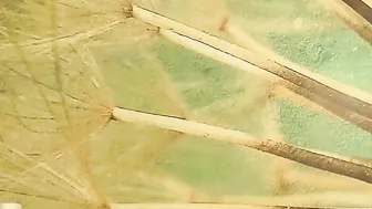 SamySamSamX Hot whore kneads pussy with a strap-on