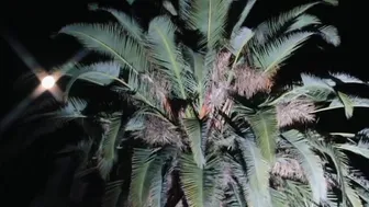 Bella Thorne aka bellathorne onlyfans 19-03-2022 latest camshow porn