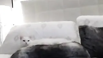 desertrose92 Cute girl sucks penis