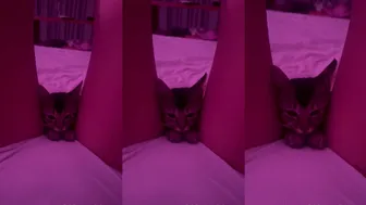 itslunaaaaa chaturbate spy chat room
