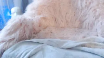 KittyQuinn black whore