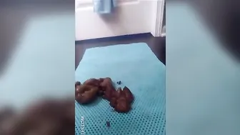 Joy Angeles Openwork wench in stockings coyly changes poses and strokes shaved pussy