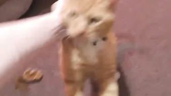 Forest_Nymph screen 11.02.2019