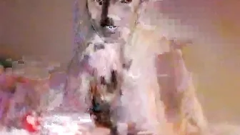 monica broadcasting 20.02.2019